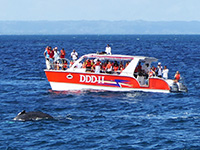 Low Price Whale Watching Excursions in Samana Dominican Republic.
